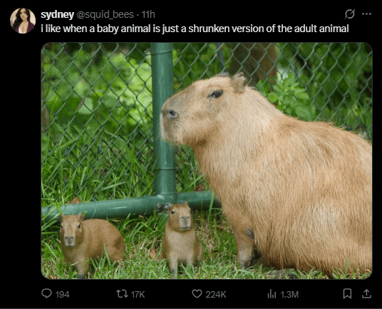 sydney @squid_bees - 11h i like when a baby animal is just a shrunken version of the adult animal 0 194 tl 17K 224K ili 1.3M