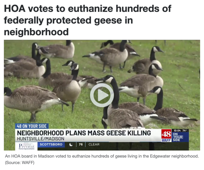 HOA votes to euthanize hundreds of federally protected geese in neighborhood 48 ON YOUR SIDE NEIGHBORHOOD PLANS MASS GEESE KILLING HUNTSVILLE/MADISON PINNACLE Home Improvements SCOTTSBORO 76 CLEAR 10:04 74° 48 ON YOUR WAFF SIDE An HOA board in Madison voted to euthanize hundreds of geese living in the Edgewater neighborhood. (Source: WAFF)