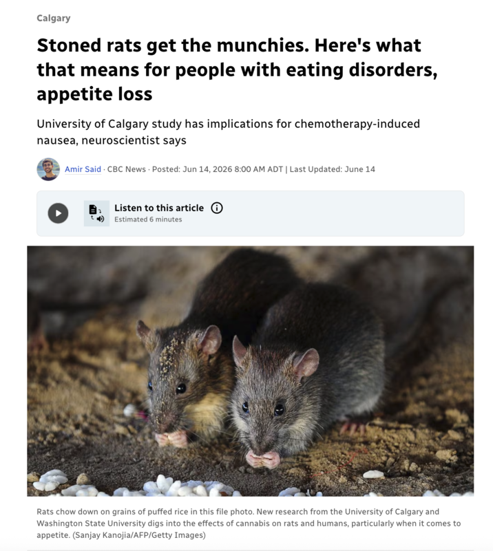 Calgary Stoned rats get the munchies. Here's what that means for people with eating disorders, appetite loss University of Calgary study has implications for chemotherapy-induced nausea, neuroscientist says Amir Said CBC News Posted: Jun 14, 2026 8:00 AM ADT | Last Updated: June 14 Listen to this article ว () Estimated 6 minutes Rats chow down on grains of puffed rice in this file photo. New research from the University of Calgary and Washington State University digs into the effects of cannabis on rats and humans, particularly when it comes to appetite. (Sanjay Kanojia/AFP/Getty Images)