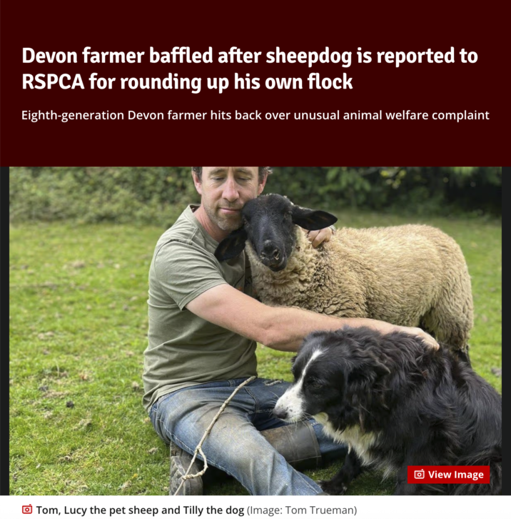 Devon farmer baffled after sheepdog is reported to RSPCA for rounding up his own flock Eighth-generation Devon farmer hits back over unusual animal welfare complaint Tom, Lucy the pet sheep and Tilly the dog (Image: Tom Trueman) View Image