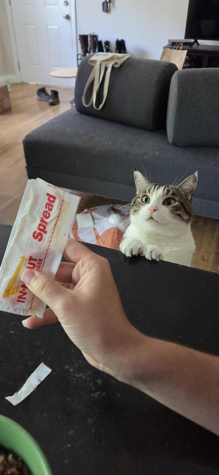 TAL INUT Spread GER