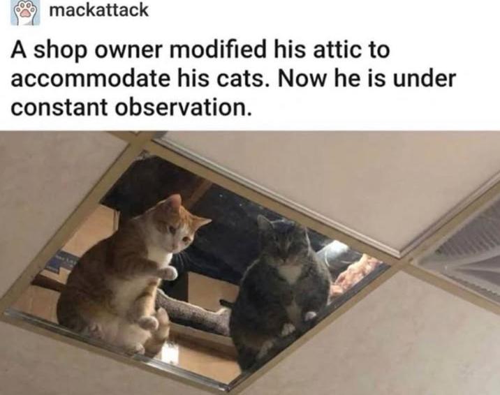 mackattack A shop owner modified his attic to accommodate his cats. Now he is under constant observation. 37