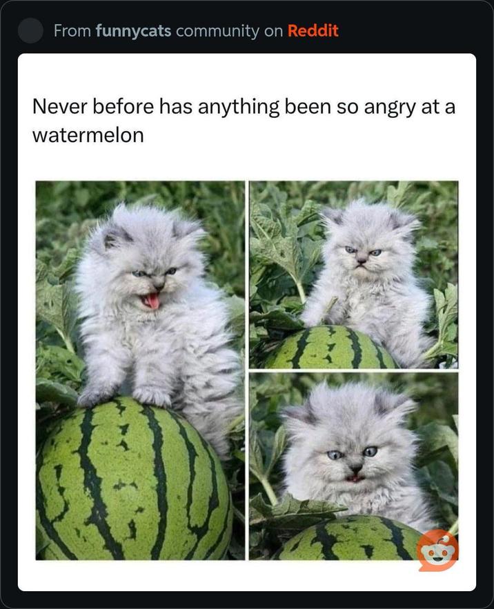 From funnycats community on Reddit Never before has anything been so angry at a watermelon