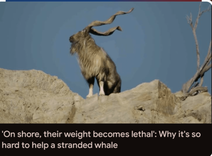 'On shore, their weight becomes lethal': Why it's so hard to help a stranded whale