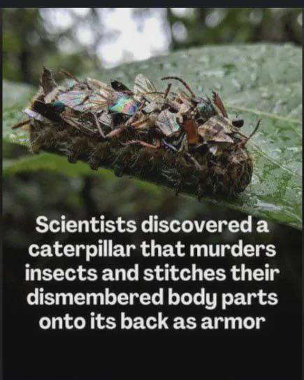 Scientists discovered a caterpillar that murders insects and stitches their dismembered body parts onto its back as armor