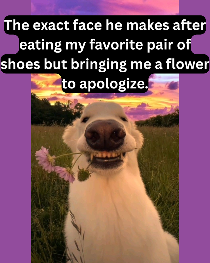 The exact face he makes after eating my favorite pair of shoes but bringing me a flower to apologize.