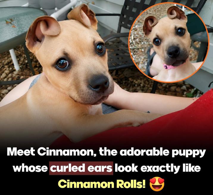 Meet Cinnamon, the adorable puppy whose curled ears look exactly like Cinnamon Rolls!