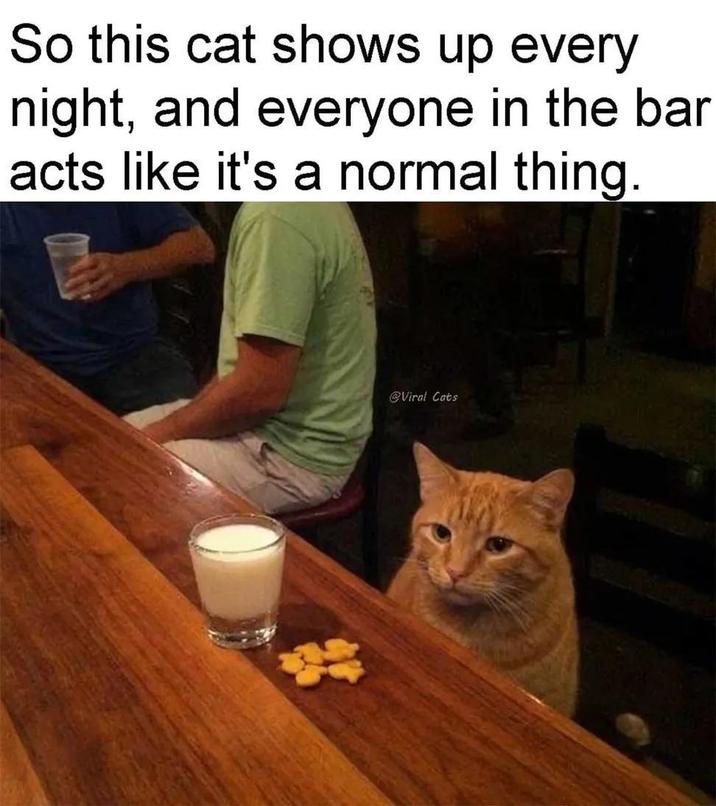 So this cat shows up every night, and everyone in the bar acts like it's a normal thing. @Viral Cats