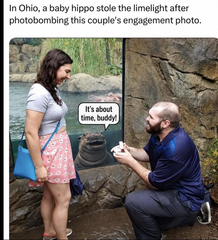 In Ohio, a baby hippo stole the limelight after photobombing this couple's engagement photo. It's about time, buddy!