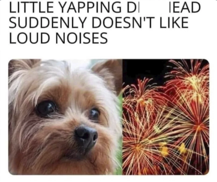 LITTLE YAPPING D IEAD SUDDENLY DOESN'T LIKE LOUD NOISES