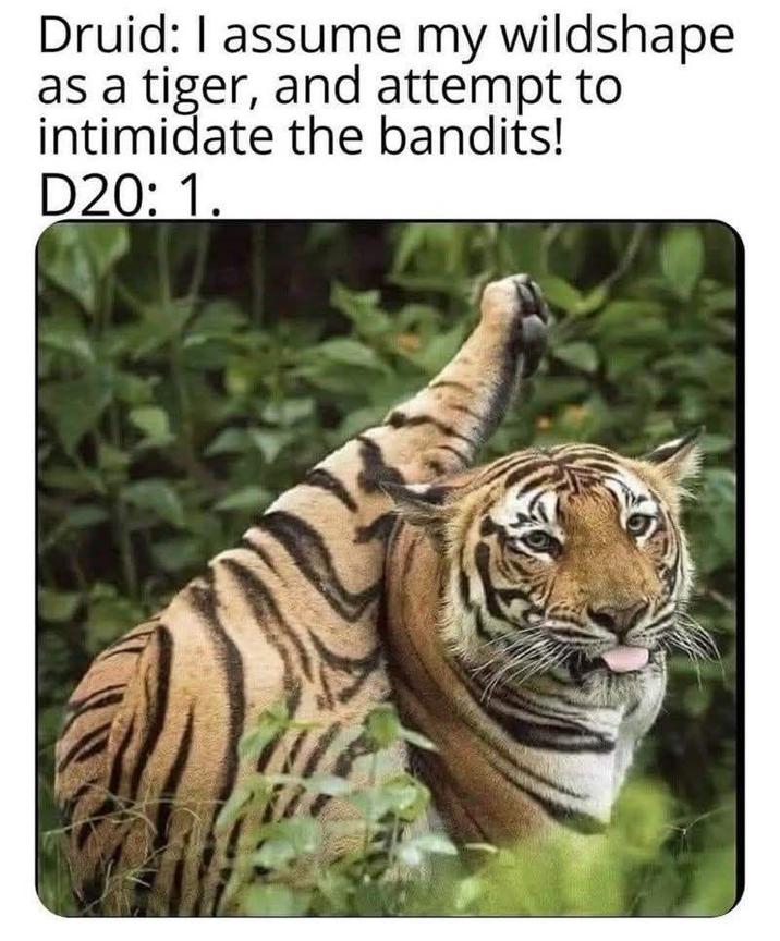 Druid: I assume my wildshape as a tiger, and attempt to intimidate the bandits! D20: 1.