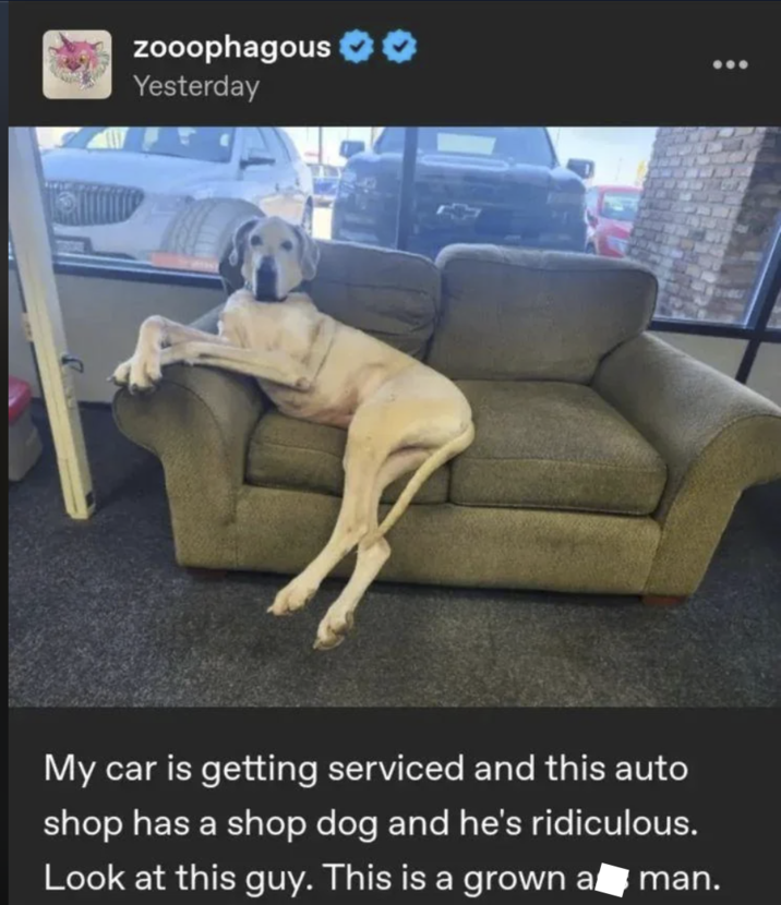 zooophagous Yesterday My car is getting serviced and this auto shop has a shop dog and he's ridiculous. Look at this guy. This is a grown a man.