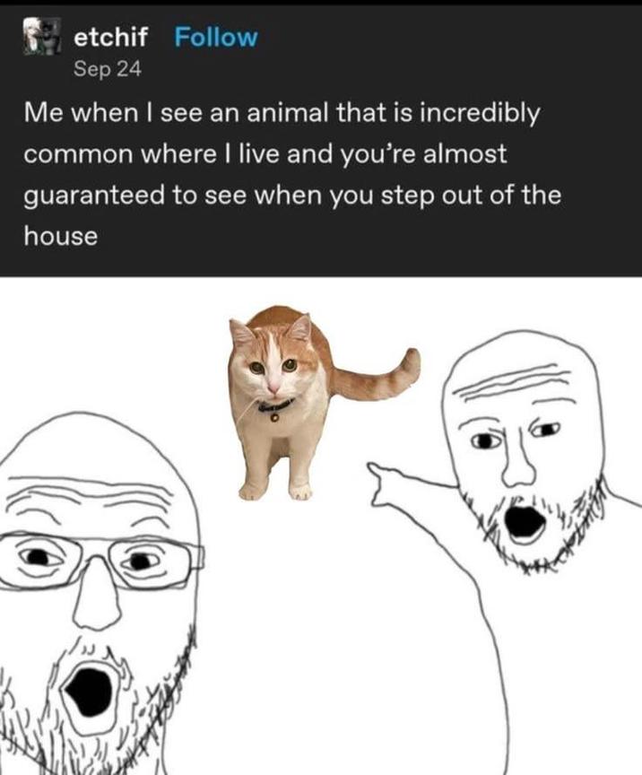 etchif Follow Sep 24 Me when I see an animal that is incredibly common where I live and you're almost guaranteed to see when you step out of the house