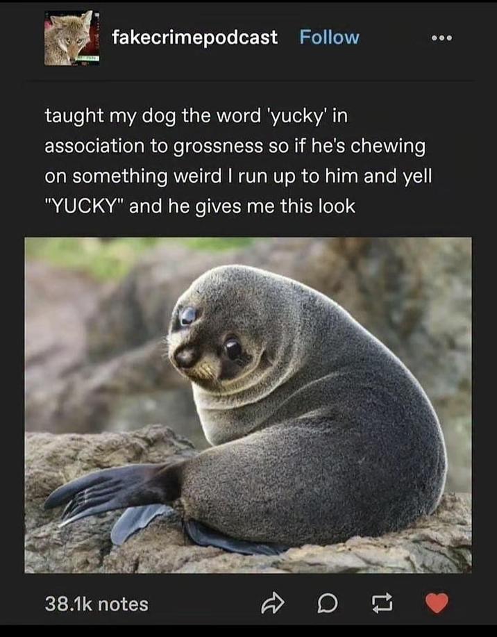 fakecrimepodcast Follow 000 taught my dog the word 'yucky' in association to grossness so if he's chewing on something weird I run up to him and yell "YUCKY" and he gives me this look 38.1k notes D
