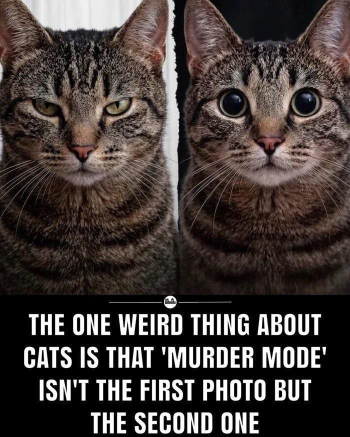 Admits THE ONE WEIRD THING ABOUT CATS IS THAT 'MURDER MODE' ISN'T THE FIRST PHOTO BUT THE SECOND ONE