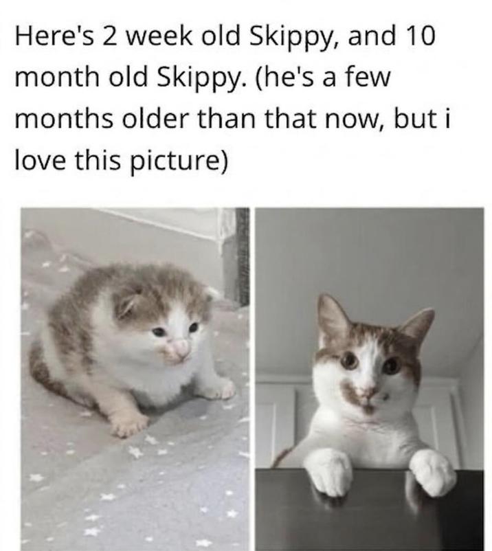 Here's 2 week old Skippy, and 10 month old Skippy. (he's a few months older than that now, but i love this picture)