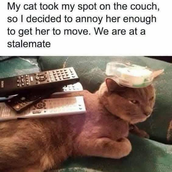 My cat took my spot on the couch, so I decided to annoy her enough to get her to move. We are at a stalemate