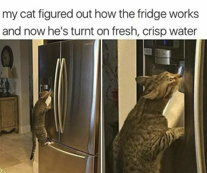my cat figured out how the fridge works and now he's turnt on fresh, crisp water
