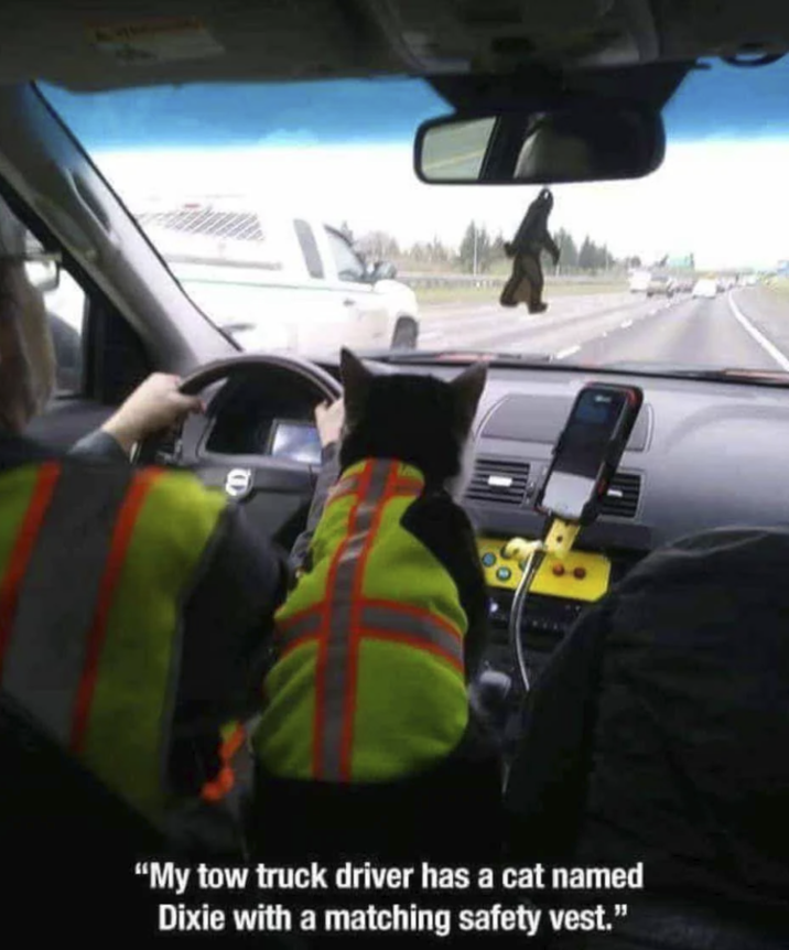 "My tow truck driver has a cat named Dixie with a matching safety vest."