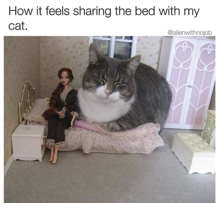 How it feels sharing the bed with my cat. @alienwithnojob