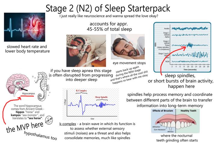 Stage 2 (N2) of Sleep Starterpack I just really like neuroscience and wanna spread the love okay? accounts for appr. 45-55% of total sleep Awake м slowed heart rate and lower body temperature EEG Stage 1 NREM Alpha Stage 2 NREM Theta wwwwww (sleep spindles; K-complexes) Stage 3 and 4 NREM 7 Hippocampus The word hippocampus comes from Ancient Greek - hippos "horse" and kampos "sea monster", and translates to "sea horse". the MVP here the NEURON family if you have sleep apnea this stage eye movement stops starts back up again is often disrupted from progressing during the REM stage into deeper sleep and that's where all the cool s--- happens so bear with me okay hypothalamus too voltage K-Complex time Sleep Spindle elta REMA 2 4 6 8 10 12 14 16 18 20 Time (seconds) sleep spindles, or short bursts of brain activity, happen here spindles help process memory and coordinate between different parts of the brain to transfer information into long-term memory k-complex - a brain wave in which its function is to assess whether external sensory stimuli (noises) are a threat and also helps. consolidate memories, much like spindles Effects of Bruxism Abfraction Gum Recession Healthy Teeth Attrition where the nocturnal teeth grinding often starts