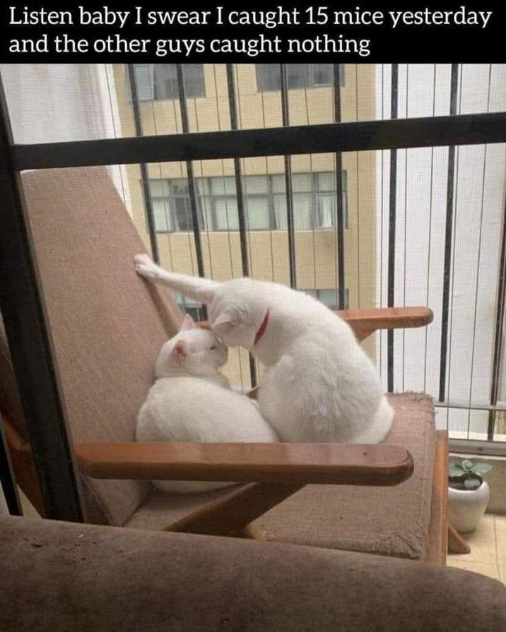Listen baby I swear I caught 15 mice yesterday and the other guys caught nothing