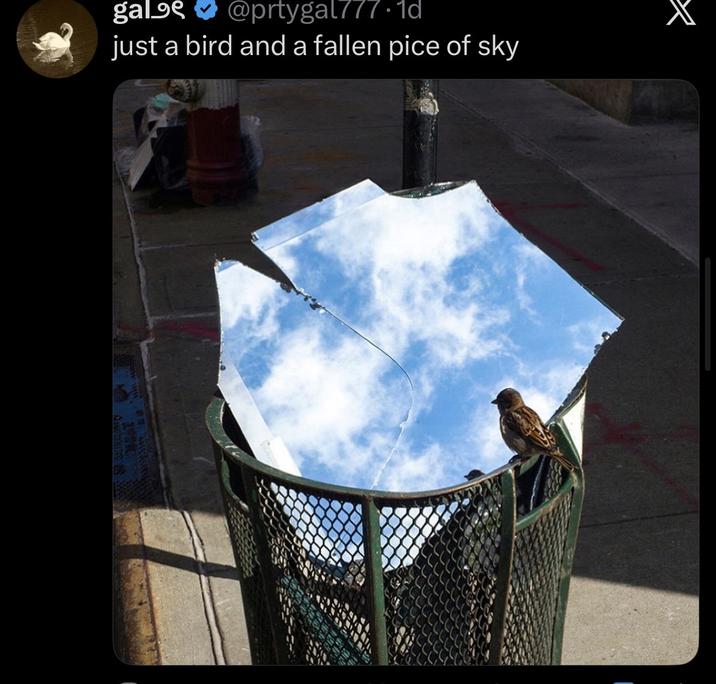 @prtygal777.1d just a bird and a fallen pice of sky gal ×