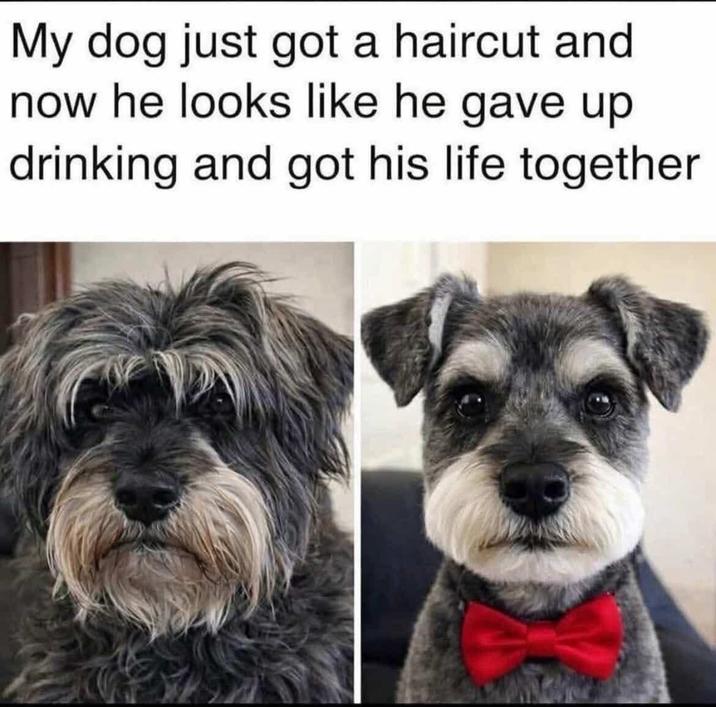 My dog just got a haircut and now he looks like he gave up drinking and got his life together