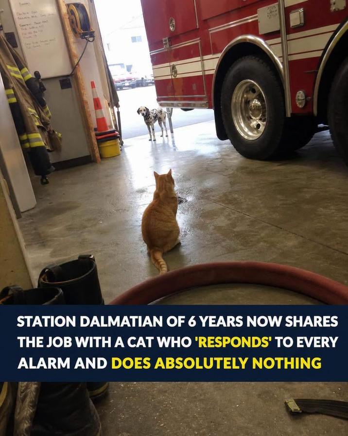 Exp Exche tun Syst Sk. Jikes A 7442 STATION DALMATIAN OF 6 YEARS NOW SHARES THE JOB WITH A CAT WHO 'RESPONDS' TO EVERY ALARM AND DOES ABSOLUTELY NOTHING