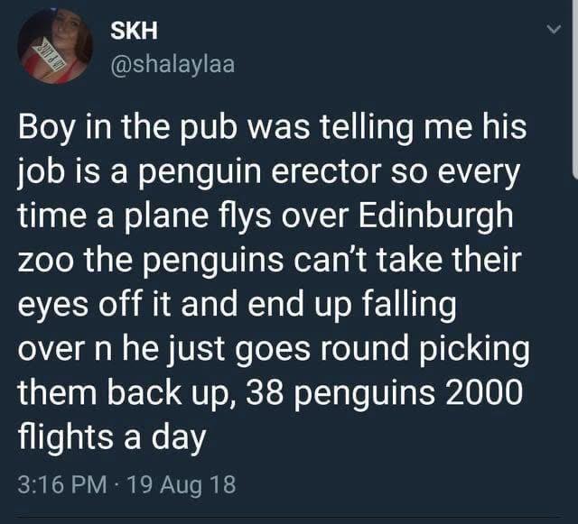 SKH @shalaylaa Boy in the pub was telling me his job is a penguin erector so every time a plane flys over Edinburgh zoo the penguins can't take their eyes off it and end up falling over n he just goes round picking them back up, 38 penguins 2000 flights a day 3:16 PM 19 Aug 18