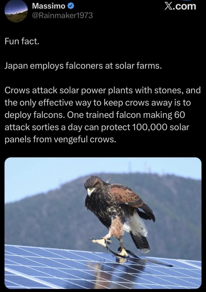 Massimo → @Rainmaker1973 X.com Fun fact. Japan employs falconers at solar farms. Crows attack solar power plants with stones, and the only effective way to keep crows away is to deploy falcons. One trained falcon making 60 attack sorties a day can protect 100,000 solar panels from vengeful crows.