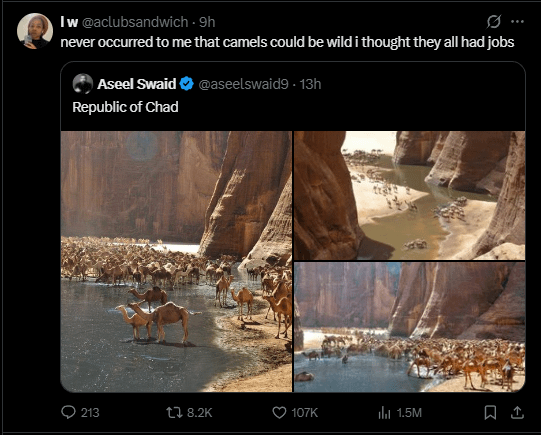 Iw @aclubsandwich-9h 0 never occurred to me that camels could be wild i thought they all had jobs Aseel Swaid✶ @aseelswaid9 - 13h Republic of Chad 213 t 8.2K 107K ill 1.5M