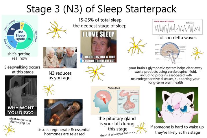Vivid Dreaming Deep Sleep Stage 3 (N3) of Sleep Starterpack Light Sleep 15-25% of total sleep the deepest stage of sleep I LOVE SLEEP STAGE N3 or DEEP SLEEP Delta waves wwwwwww wwww full-on delta waves REM N3 N1 The Sleep Cycle N2 s---'s getting real now Sleepwalking occurs at this stage N3 reduces as you age BECAUSE ITS LIKE A TIME MACHINE TO BREAKFAST Pituitary Gland Superior sagittal sinus Choroid plexus Interventricular foramen Third ventricle- Arachnoid granulation Subarachnoid space -Meningeal dura mater Lateral ventricle Cerebral aqueduct- -Median aperture CSF flow Lateral aperture- Fourth ventricle- -Central canal your brain's glymphatic system helps clear away waste products using cerebrospinal fluid, including proteins associated with neurodegenerative diseases, supporting your long-term brain health Hypothalamus Hypothalamic neurons Posterior lobe Anterior lobe WHY WONT YOU DISCO night-terrors and sleeptalking too tissues regenerate & essential hormones are released Hypophyseal veins the pituitary gland is your bff during this stage these lil astrocytes too >>> if someone is hard to wake up they're likely at this stage