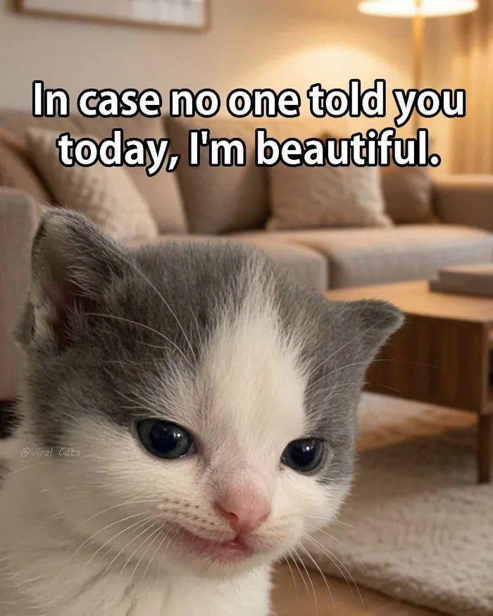 In case no one told you today, I'm beautiful. @Viral Cats