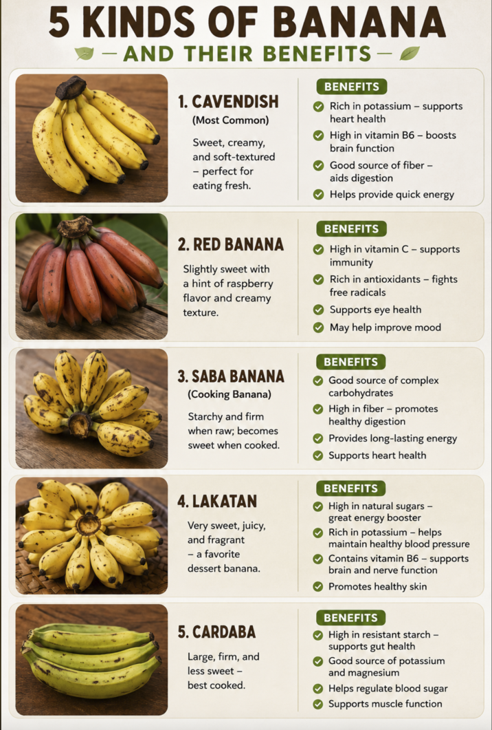 5 KINDS OF BANANA AND THEIR BENEFITS 1. CAVENDISH (Most Common) Sweet, creamy, and soft-textured - perfect for eating fresh. 2. RED BANANA Slightly sweet with a hint of raspberry flavor and creamy texture. BENEFITS Rich in potassium - supports heart health High in vitamin B6 - boosts brain function Good source of fiber - aids digestion Helps provide quick energy BENEFITS High in vitamin C - immunity supports Rich in antioxidants - fights free radicals Supports eye health May help improve mood 3. SABA BANANA (Cooking Banana) Starchy and firm when raw; becomes sweet when cooked. 4. LAKATAN Very sweet, juicy, and fragrant - a favorite dessert banana. BENEFITS Good source of complex carbohydrates - High in fiber promotes healthy digestion Provides long-lasting energy Supports heart health BENEFITS High in natural sugars - great energy booster Rich in potassium- helps maintain healthy blood pressure Contains vitamin B6 - supports brain and nerve function Promotes healthy skin 5. CARDABA Large, firm, and less sweet - best cooked. BENEFITS High in resistant starch - supports gut health Good source of potassium and magnesium Helps regulate blood sugar Supports muscle function