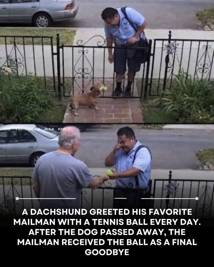 A DACHSHUND GREETED HIS FAVORITE MAILMAN WITH A TENNIS BALL EVERY DAY. AFTER THE DOG PASSED AWAY, THE MAILMAN RECEIVED THE BALL AS A FINAL GOODBYE