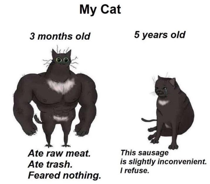 My Cat 3 months old 5 years old Ate raw meat. Ate trash. Feared nothing. This sausage is slightly inconvenient. I refuse.