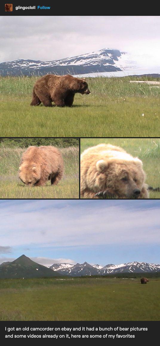 giingocloll Follow I got an old camcorder on ebay and it had a bunch of bear pictures and some videos already on it, here are some of my favorites