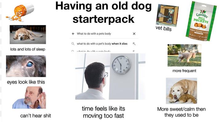 lots and lots of sleep eyes look like this can't hear s--- Having an old dog starterpack +What to do with a pets body vet bills Greenies PILL POCKETS PERNUT BUTTER FLAVOR 30 Qwhat to do with a pet's body when it dies n what to do with a mata hadu more frequent time feels like its moving too fast More sweet/calm then they used to be