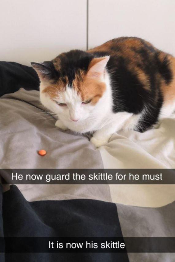 He now guard the skittle for he must It is now his skittle