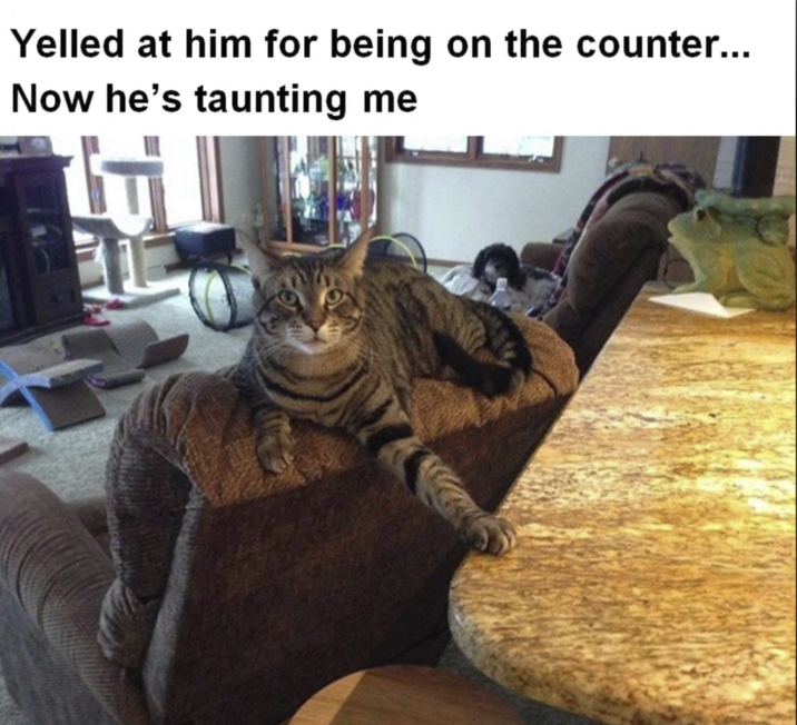 Yelled at him for being on the counter... Now he's taunting me