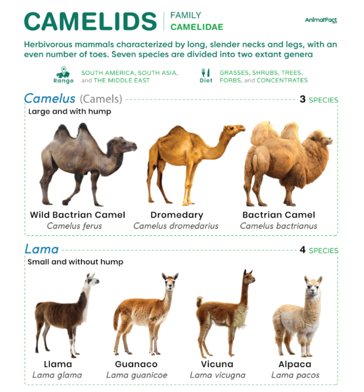 CAMELIDS FAMILY CAMELIDAE AnimalFact Herbivorous mammals characterized by long, slender necks and legs, with an even number of toes. Seven species are divided into two extant genera SOUTH AMERICA, SOUTH ASIA, Range and THE MIDDLE EAST Camelus (Camels) Large and with hump GRASSES, SHRUBS, TREES, Diet FORBS, and CONCENTRATES 3 SPECIES Wild Bactrian Camel Camelus ferus Lama Small and without hump Dromedary Bactrian Camel Camelus dromedarius Camelus bactrianus 4 SPECIES Llama Lama glama Guanaco Lama guanicoe Vicuna Lama vicugna Alpaca Lama pacos