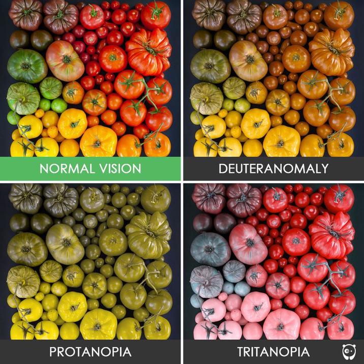 NORMAL VISION DEUTERANOMALY PROTANOPIA TRITANOPIA