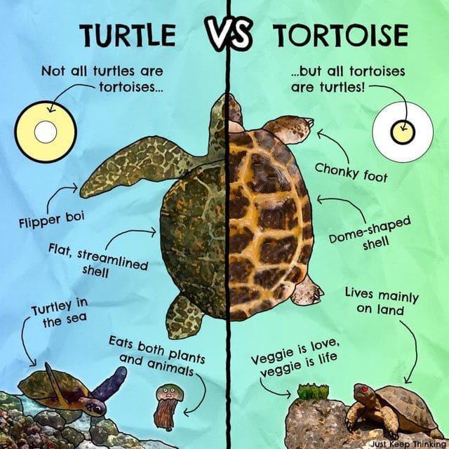 TURTLE VS TORTOISE Not all turtles are tortoises... ...but all tortoises are turtles! Flipper boi Flat, streamlined shell Turtley in the sea Eats both plants and animals C----- foot Dome-shaped shell Veggie is love, veggie is life Lives mainly on land Just Keep Thinking