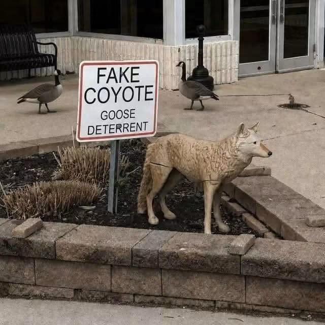 FAKE COYOTE GOOSE DETERRENT