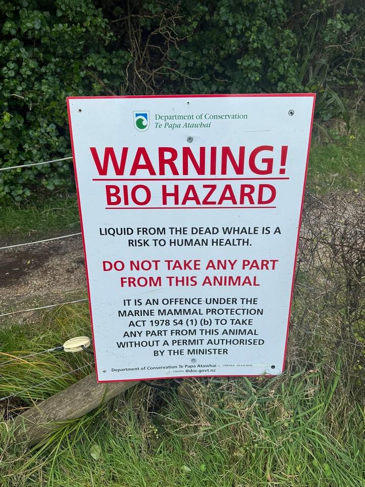 Department of Conservation Te Papa Atawhai WARNING! BIO HAZARD LIQUID FROM THE DEAD WHALE IS A RISK TO HUMAN HEALTH. DO NOT TAKE ANY PART FROM THIS ANIMAL IT IS AN OFFENCE UNDER THE MARINE MAMMAL PROTECTION ACT 1978 S4 (1) (b) TO TAKE ANY PART FROM THIS ANIMAL WITHOUT A PERMIT AUTHORISED BY THE MINISTER Department of Conservation Te Papa Atawhai - TAKAKA 03 525 8020 TAKAKA @doc.govt.nz