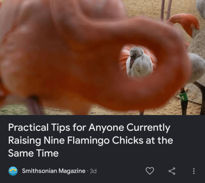 Practical Tips for Anyone Currently Raising Nine Flamingo Chicks at the Same Time Smithsonian Magazine 3d
