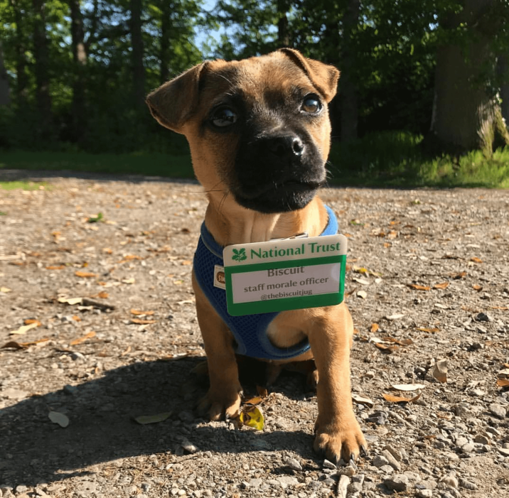 SIM National Trust Biscuit staff morale officer @thebiscuitjug