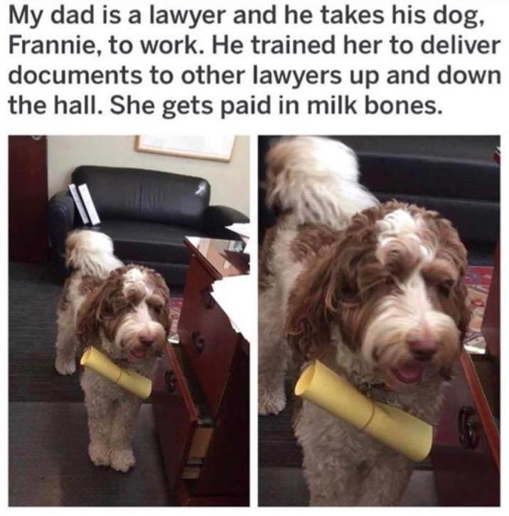 My dad is a lawyer and he takes his dog, Frannie, to work. He trained her to deliver documents to other lawyers up and down the hall. She gets paid in milk bones.