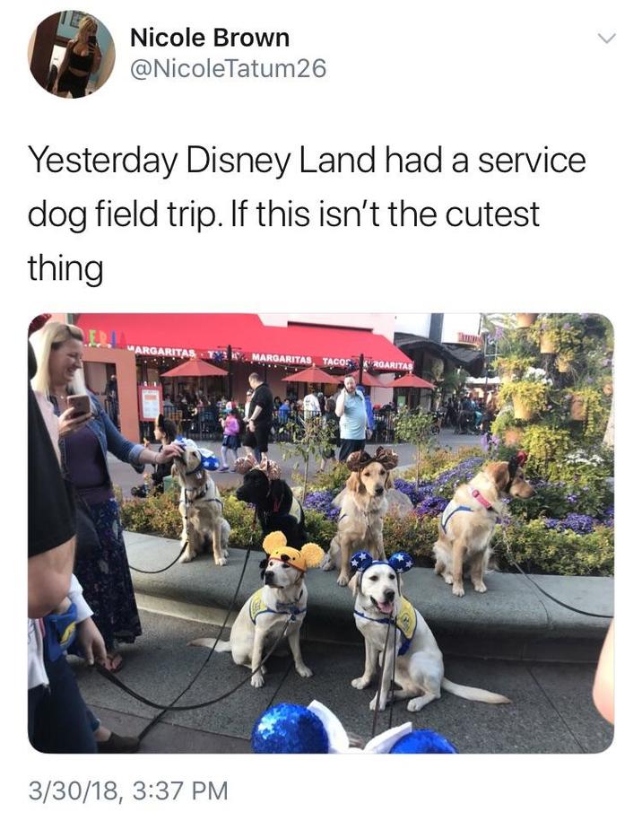 Nicole Brown @NicoleTatum26 Yesterday Disney Land had a service. dog field trip. If this isn't the cutest thing MARGARITAS MARGARITAS, TACOS 20A 3/30/18, 3:37 PM